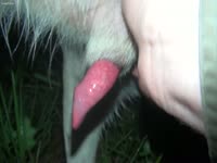 Bitch working a animal for cum